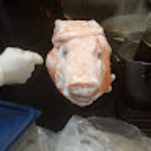 Meet your Posher, Ray